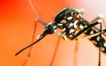 Cinci români morţi după ce …