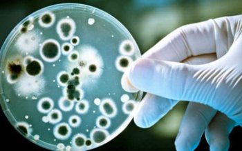 Locul prin care pătrund cele …