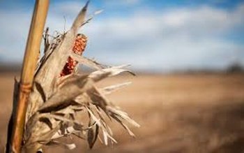 Peste 14.000 de fermieri botoşăneni …