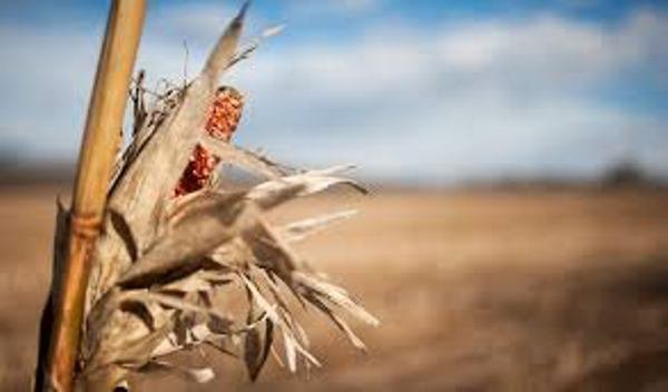 Peste 14.000 de fermieri botoşăneni afectaţi de secetă ar putea primi un sprijin financiar 