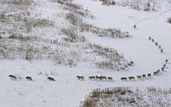 Lupii fac ravagii în această …