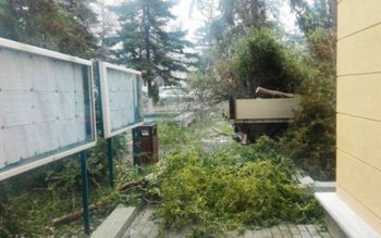 Copac prăbușit peste avizierul Primăriei