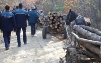 Hoții de lemne în vizorul …