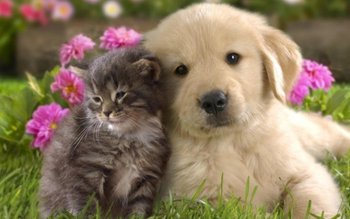 Zece boli transmise de la …