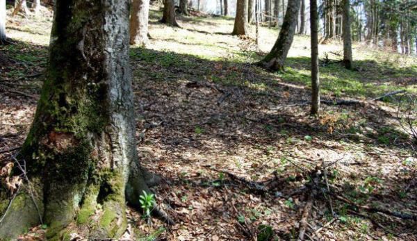 Proprietarii de păduri cu suprafaţa de până în 30 de hectare vor beneficia de pază gratuită a suprafeţelor forestiere