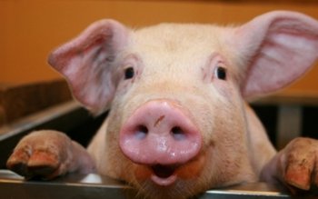 Se dau ajutoare de la …