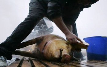 A încercat să taie porcul, …