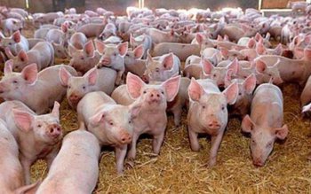 În atenția fermierilor care cer …