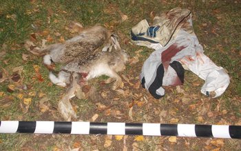 Braconaj la lumina farurilor, întrerupt …