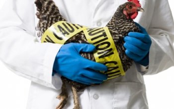 Gripa aviară a fost confirmată …