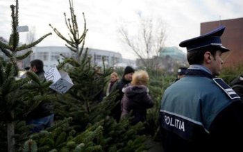 Pomi de crăciun, comercializaţi ilegal …