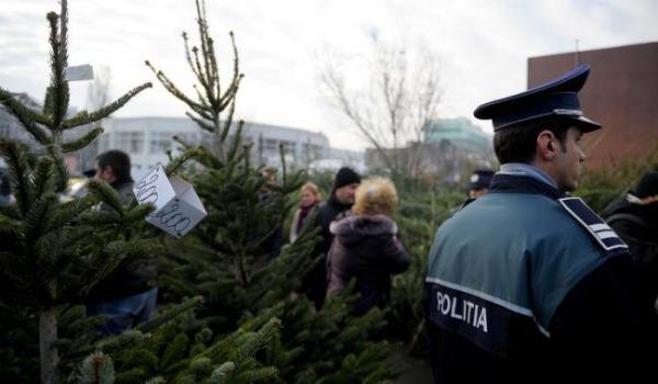 Pomi de crăciun, comercializaţi ilegal la Botoșani