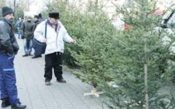 Amenzi usturătoare pentru pomi de …