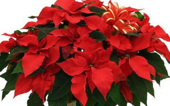 Crăciunița sau Floarea Crăciunului - …