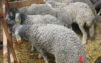 Karakul de Botoşani, oile de …