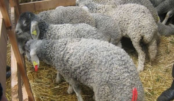 Karakul de Botoşani, oile de rasă preferate de Nicolae Ceaușescu pentru căciulile sale. Lâna și carnea ajung în țările arabe