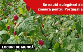 300 locuri de muncă în …