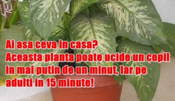 Mare atenţie! Această plantă de apartament te poate ucide