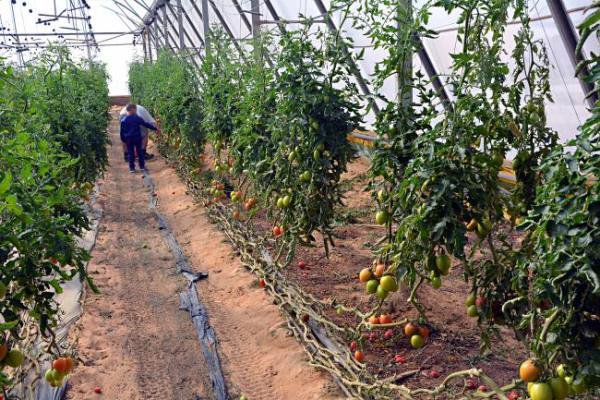 Lucian Trufin: „40.000 de fermieri români vor primi 3.000 euro anual pentru cultivarea roșiilor în sere și solarii”