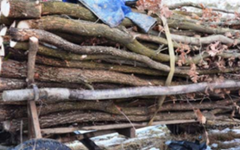 Lemne de foc fără documente …