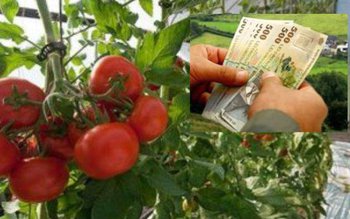 Ajutoare financiare consistente pentru cultivatorilor …