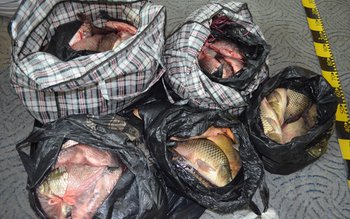 Peste 130 kg peşte fără …