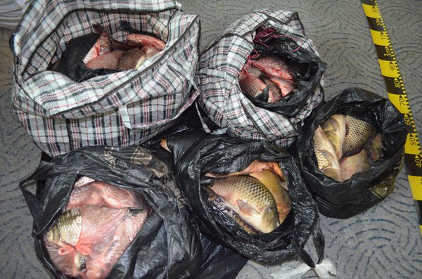 Peste 130 kg peşte fără documente legale, confiscate de poliţiştii de frontieră