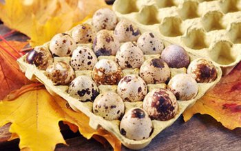 Ouăle de prepeliță previn bolile …