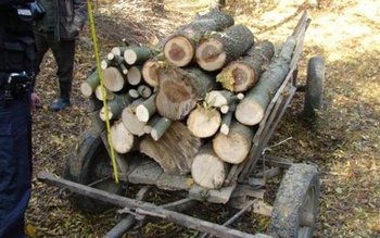 Acţiuni ale polițiștilor pentru combaterea …