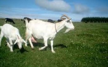 Efectul uluitor al laptelui de …