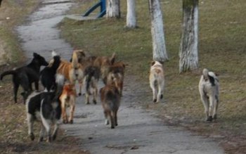 Șocant! Fetiţă de 8 ani …