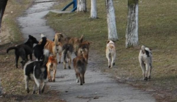 Șocant! Fetiţă de 8 ani sfâşiată de câini!
