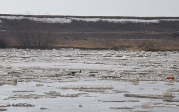 Alertă de poluare pe mai …