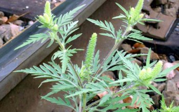 Planta care îmbolnăveşte România creşte …