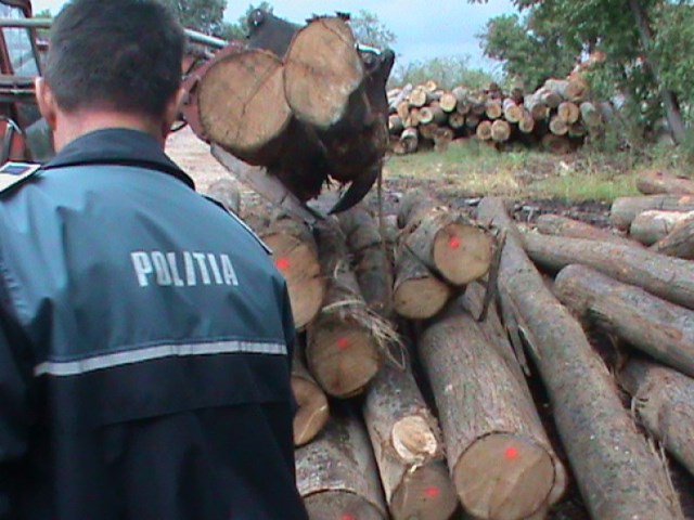 Material lemnos fără documente legale, confiscat de poliţiştii botoșăneni