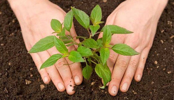 Când se plantează legumele în grădină. Ghidul agricultorului!