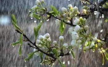 Regim termic oscilant și condiții …