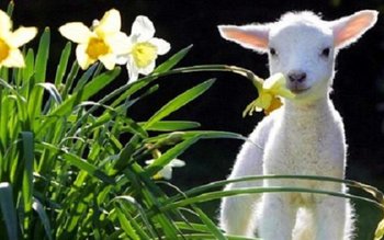 ANM anunţă că vremea se …