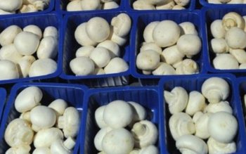 Adevărul nespus despre ciupercile Champignon …