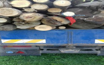 Transport ilegal de material lemnos …