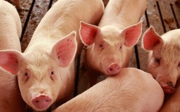 Ajutoarele pentru crescătorii de porci, …