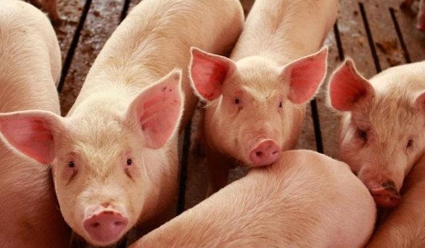 Ajutoarele pentru crescătorii de porci, aprobate