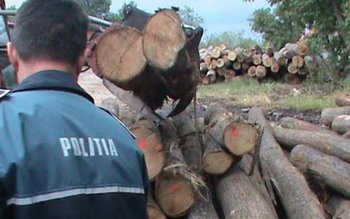 Material lemnos fără documente legale, …