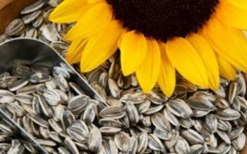 Descoperirea neaşteptată a specialiştilor: de …