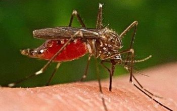 Patru boli grave transmise de …