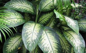 „Planta asta mi-a omorât copilul! …