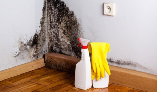 Pericolul din casele noastre: mucegaiul este mai nociv decât se credea anterior
