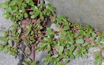 Dacă vezi buruiana asta crescând …
