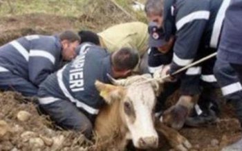 Bovină căzută în râul Jijia, …