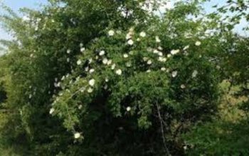 Această plantă creşte în România …